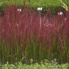 Imperata cylindrica Red Baron – Piros alangfű