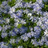 Anemone blanda Blue Shades – Csinos szellőrózsa