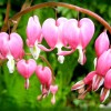 Dicentra spectabilis - Nagy szívvirág