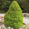 Picea glauca Conica - Cukorsüvegfenyő 