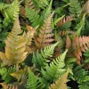 Dryopteris erythrosora – Japán ernyőpáfrány
