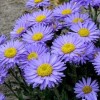 Aster alpinus Goliath - Havasi őszirózsa