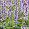 Agastache Blue Fortune  - Izsópfű