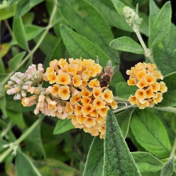 Buddleja weyeriana Sungold - nyáriorgona