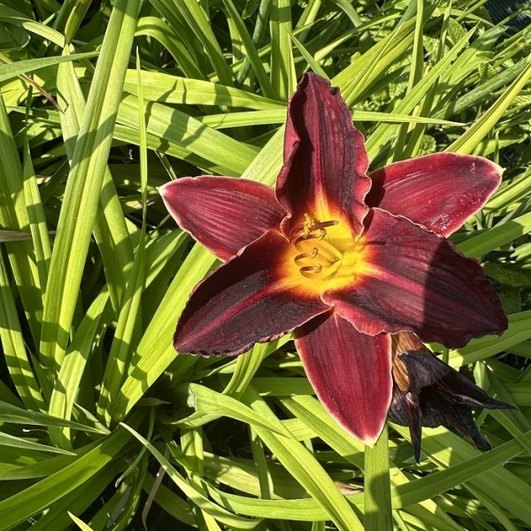 Hemerocallis  Charles Johnston - Sásliliom