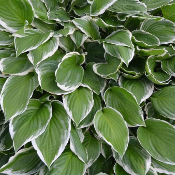 Hosta Francee - Árnyékliliom