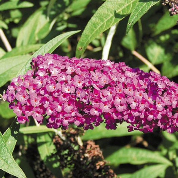 Buddleja davidii Bourder Beauty - nyáriorgona