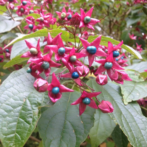 Clerodendrum trichotomum Fargesii - végzetfa