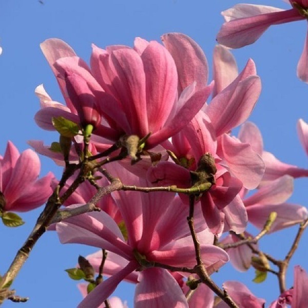 Magnolia Galaxy - Liliomfa