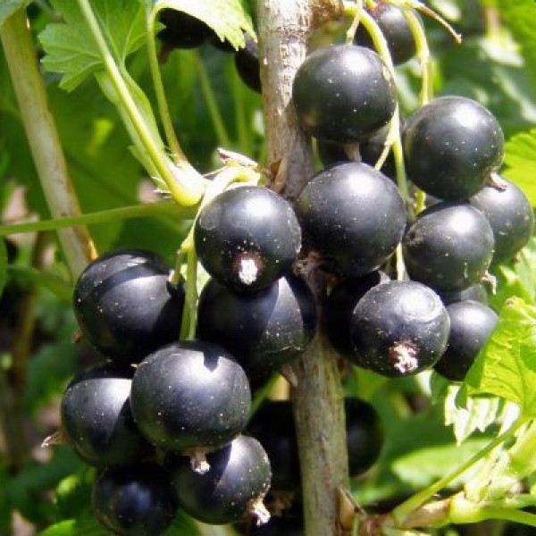Ribes nigrum 'Fertődi' - Fekete ribizli