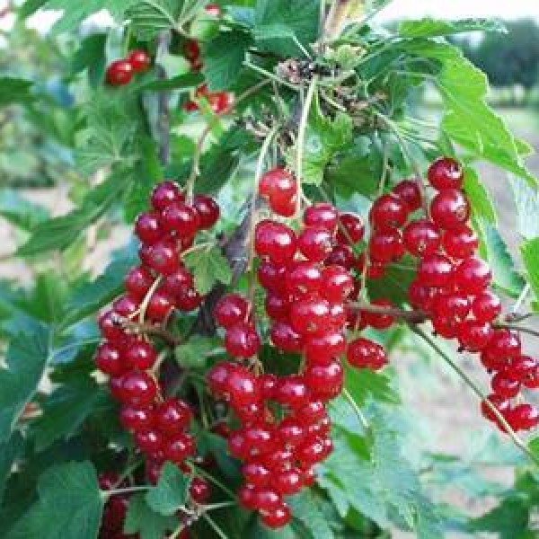 Ribes rubrum Jonkheer van Tets - Piros ribizli