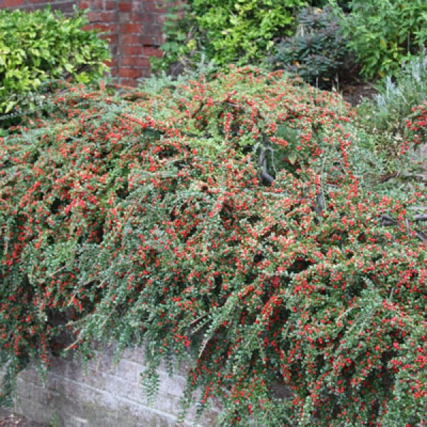 Cotoneaster horizontalis -  Terülő madárbirs