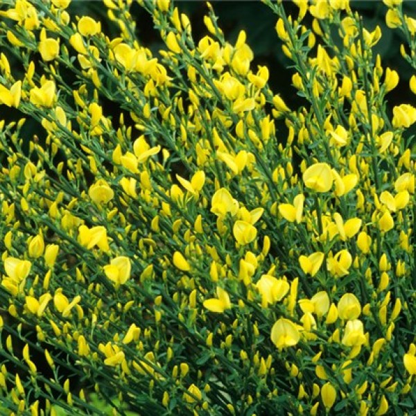 Cytisus Allgold - Zanót