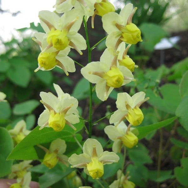Epimedium versicolor Sulphureum - Napsárga tündérvirág 