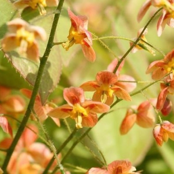 Epimedium x warleyense Orangekönigin - Rezes tündérvirág 