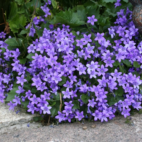 Campanula portenschlagiana - Dalmát harangvirág 