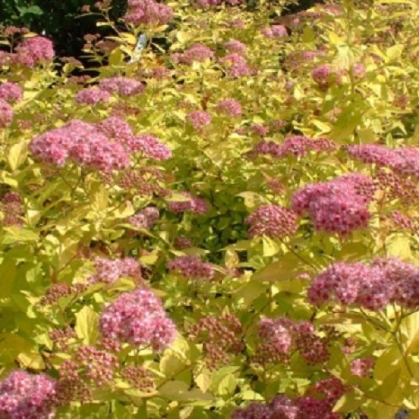 Spiraea japonica Golden Princess - Törpe japán gyöngyvessző