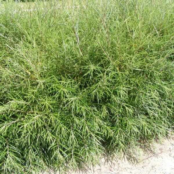 Salix rosmarinifolia - Serevényfűz