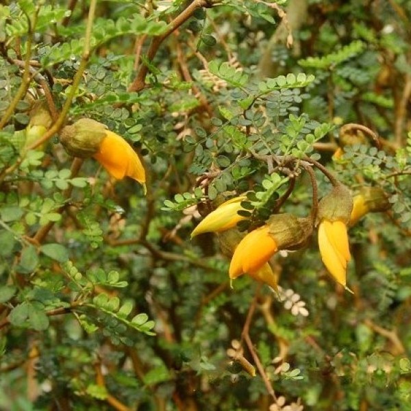 Sophora prostrata Little Baby - Törpe akác