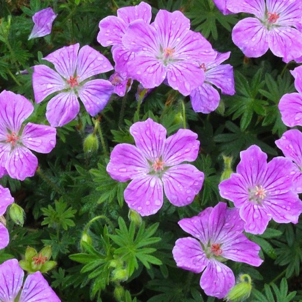 Geranium sanguineum 'Canon Miles'  - Gólyaorr