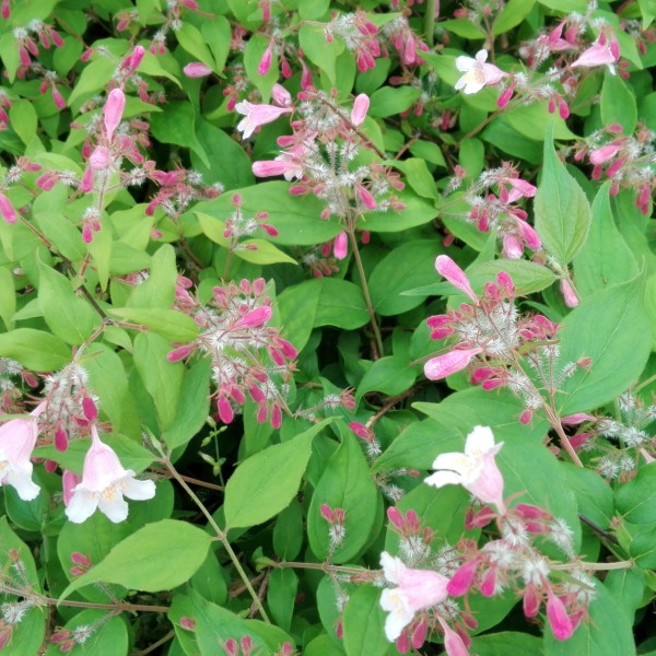 Kolkwitzia amabilis ’Pink Cloude’ - Viráglonc