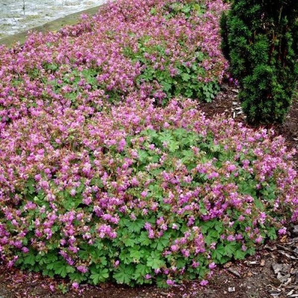 Geranium cantabrigiense Cambridge - Angol gólyaorr