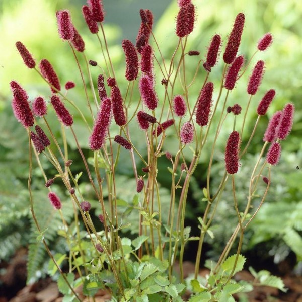 Sanguisorba menziesii - Vérfű