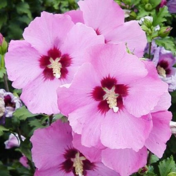 Hibiscus syriacus Aphrodite - Mályvacserje