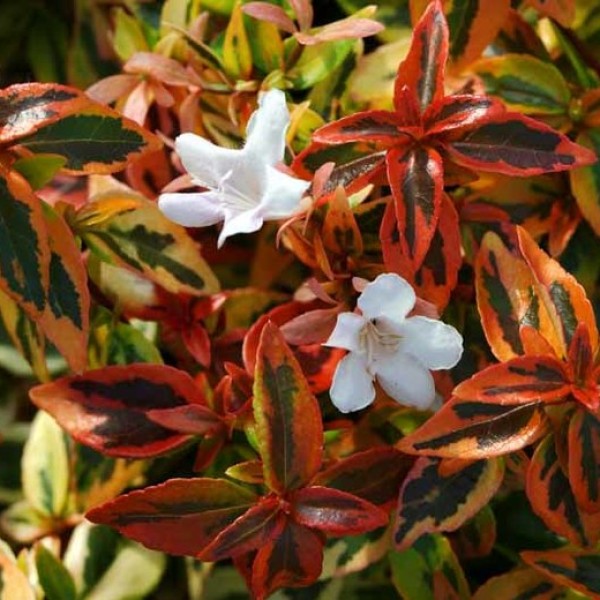 Abelia grandiflora Kaleidoscope - Tarka tárnicslonc