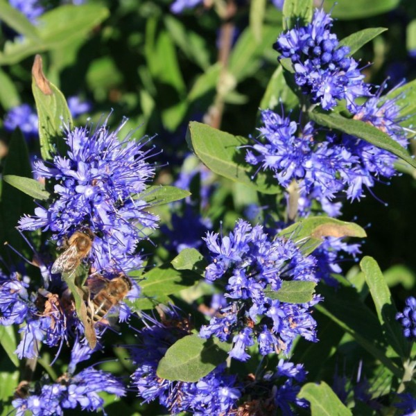 Caryopteris clandonensis Kew Bleu - angol kékszakáll
