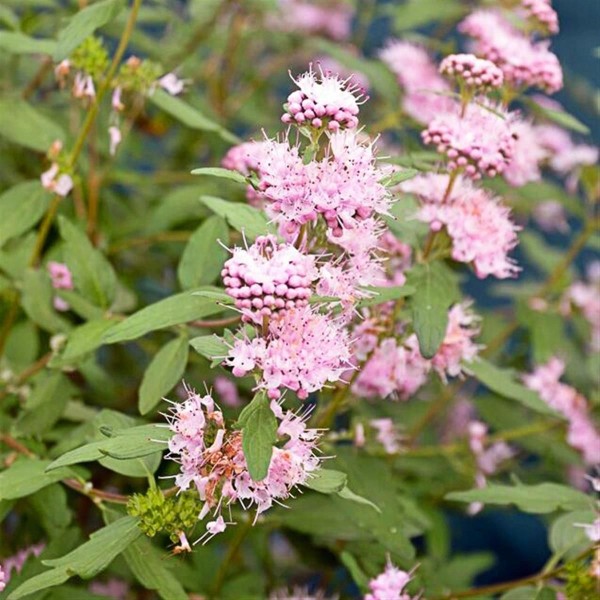 Caryopteris clandonensis Pink Perfection - angol kékszakáll