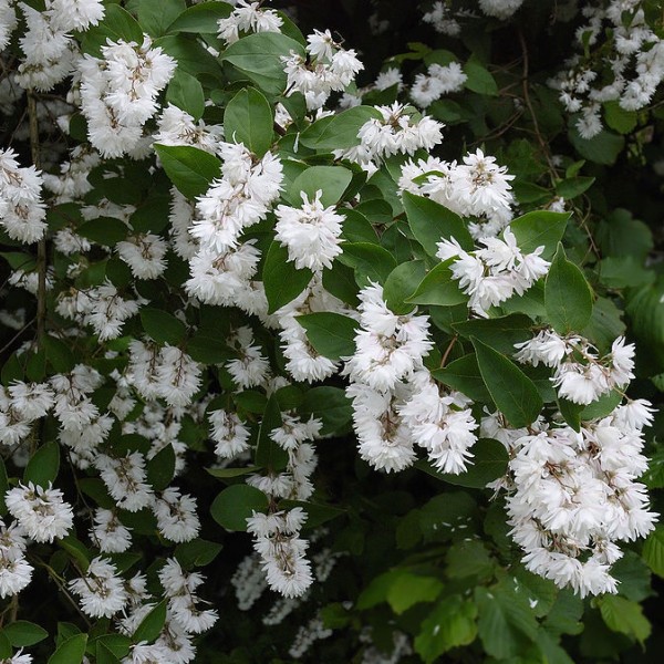 Deutzia scabra Plena - Érdes levelű gyöngyvirágcserje