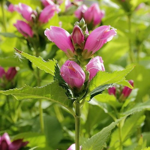 Chelone obliqua - Csinos gerlefej