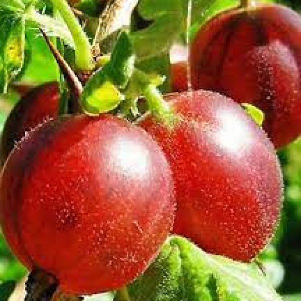 Ribes grossularia Captivator - Piros termésű egres 