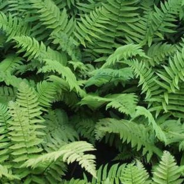 Dryopteris affinis Pinderi - Pelyvás pajzsika