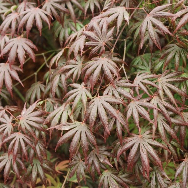 Acer palmatum Trompenburg - Japán juhar