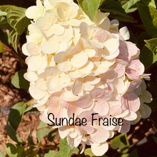 Hydrangea paniculata Sundae Fraise - bugás hortenzia