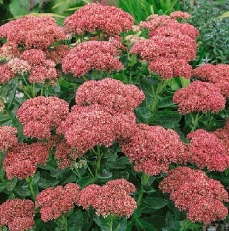 Sedum Herbstfreude – Pompás varjuháj