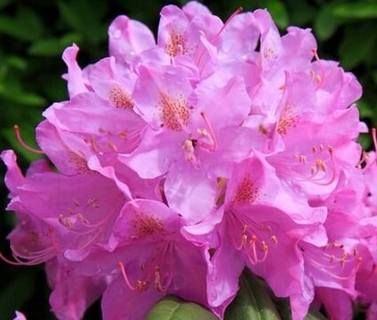 Rhododendron Roseum Elegans - Örökzöld havasszépe