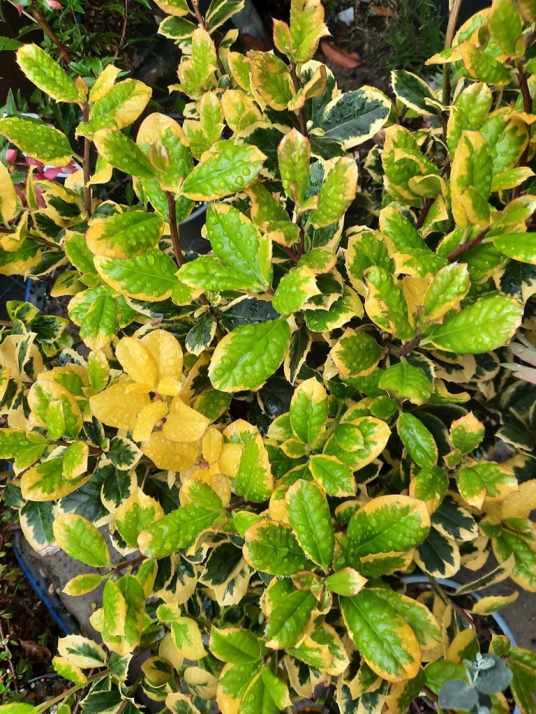 Ilex altaclerensis Golden King - Magyal