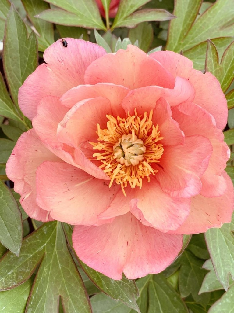 Paeonia itoh Singing in the Rain - Itoh bazsarózsa