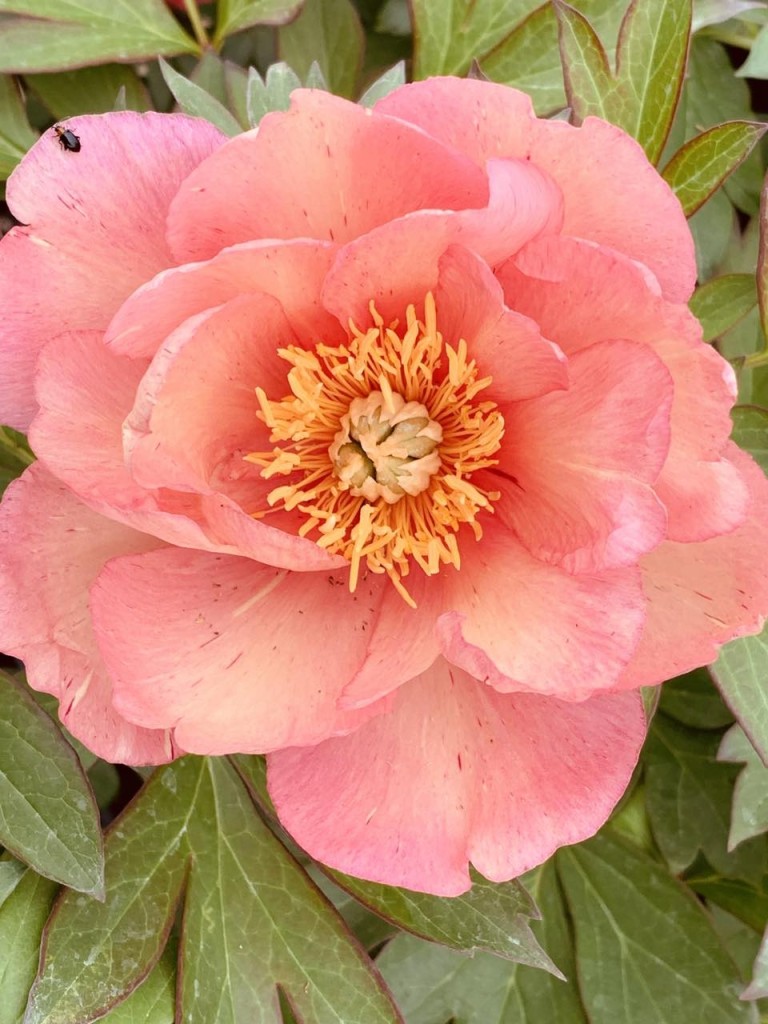 Paeonia itoh Singing in the Rain - Itoh bazsarózsa