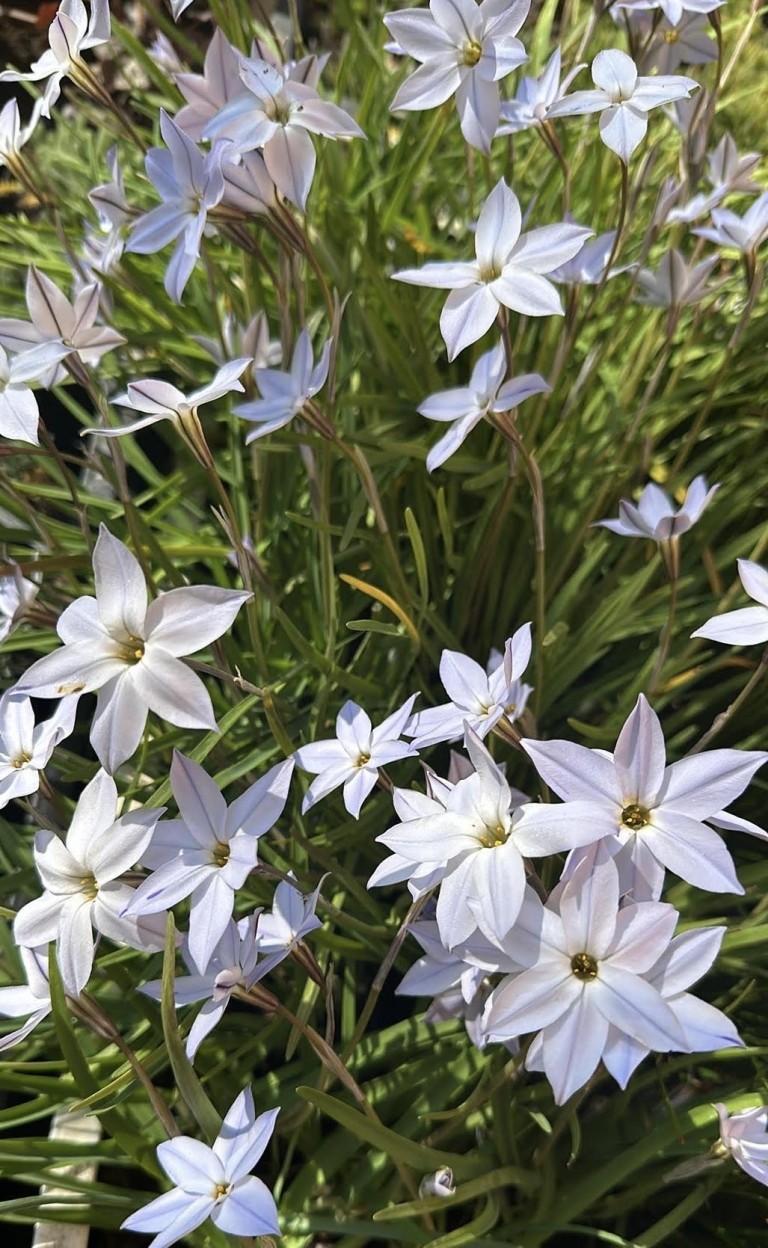 Ipheion uniflorum - Egyvirágú csillaghagyma