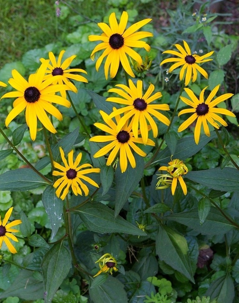Rudbeckia fulgida - Kúpvirág