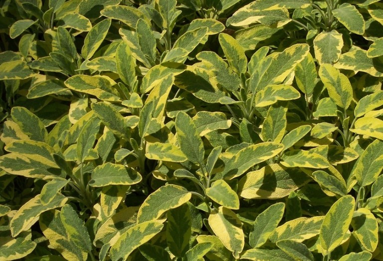 Salvia officinalis Icterina- Tarkalevelű zsálya 
