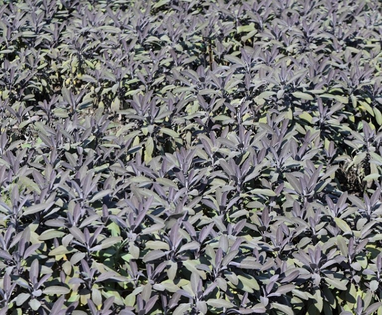 Salvia officinalis Purpurascens - Orvosi zsálya 
