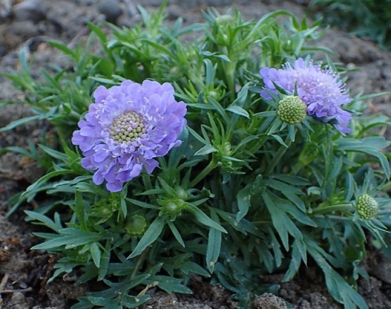 Scabiosa japonica Blue Note – Ördögszem