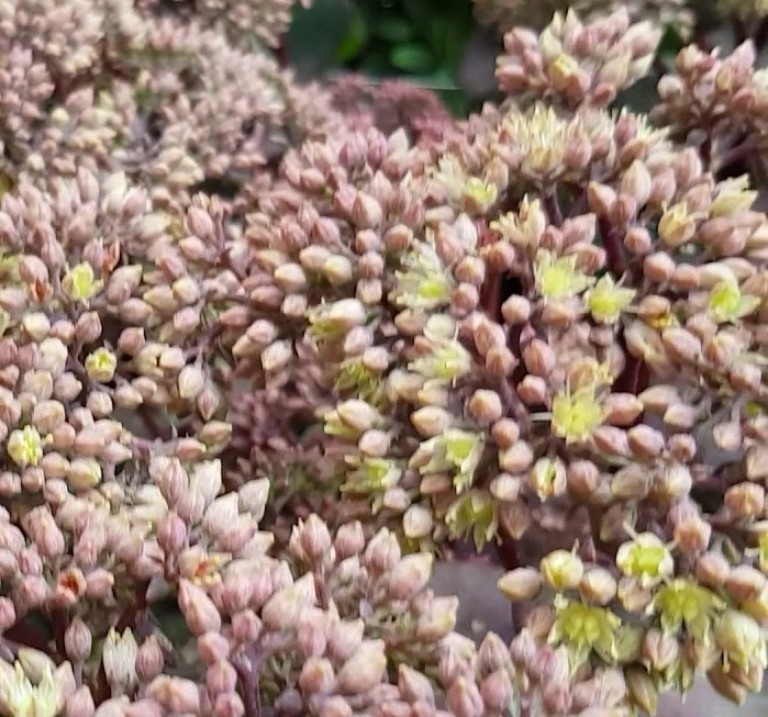 Sedum telephium Seduction Green-Pink – Varjúháj