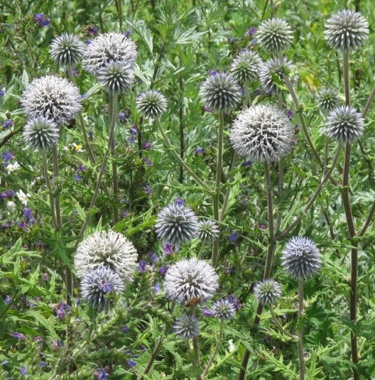 Echinops sphaerocephalus - Fehér szamárkenyér