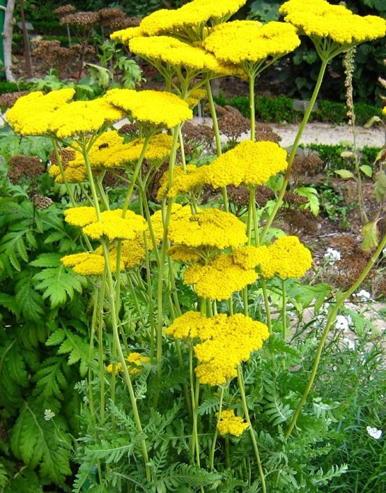 Achillea filipendulina Cloth of Gold – Jószagú cickafark 